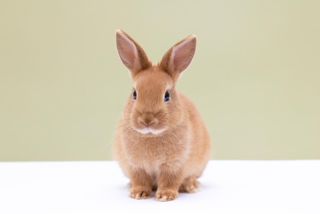 Portrait de lapin rouge sur fond