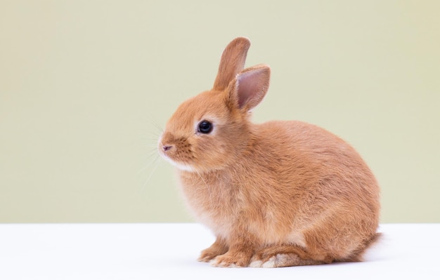 Portrait de lapin rouge sur fond