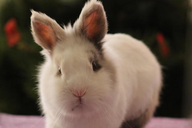 Portrait de lapin sur une table