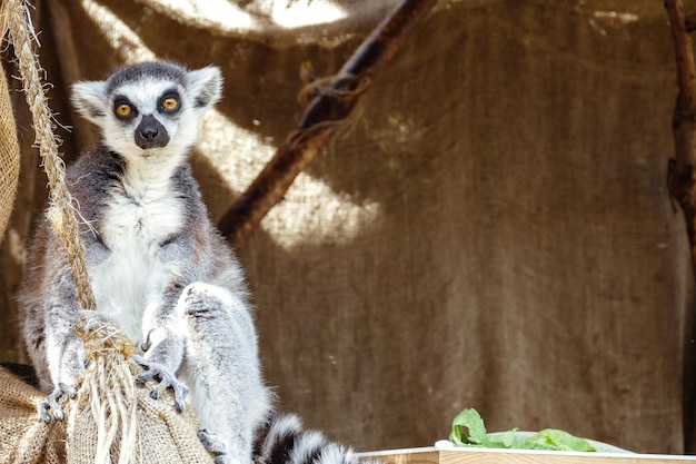 Portrait d'un lémurien au zoo