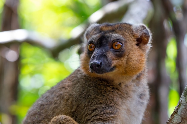 Le portrait d'un lémurien rouge dans son milieu naturel