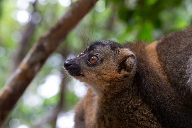 Le portrait d'un lémurien rouge dans son milieu naturel