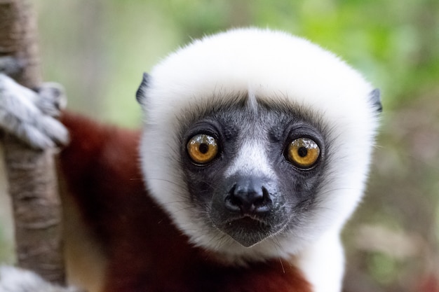 Le portrait d'un lémurien Sifaka dans la forêt tropicale