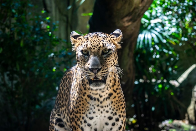 Portrait d'un léopard dans la forêt