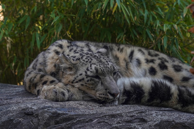 Portrait d'un léopard des neiges Panthera uncia en dormant sur un rocher