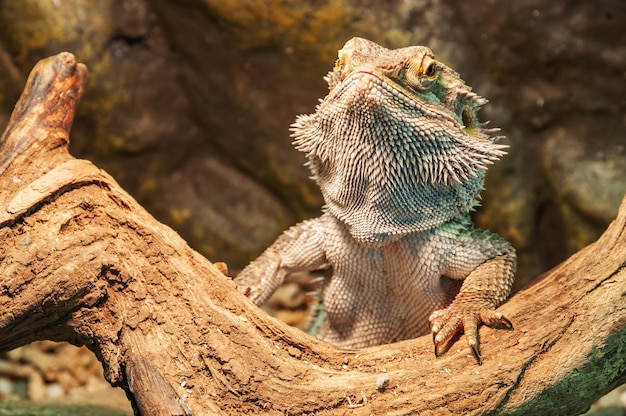 Portrait de lézard agama barbu