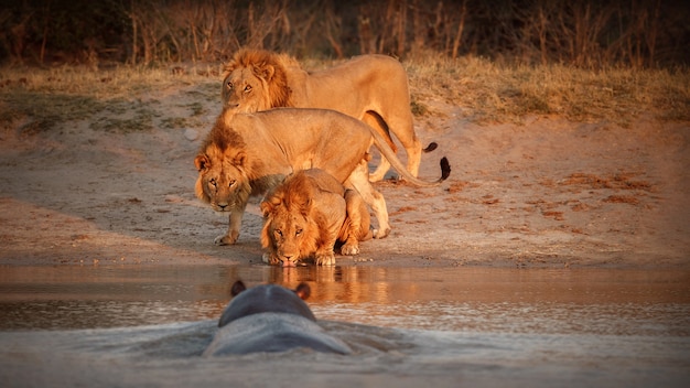 Photo portrait de lion d'afrique dans la lumière chaude