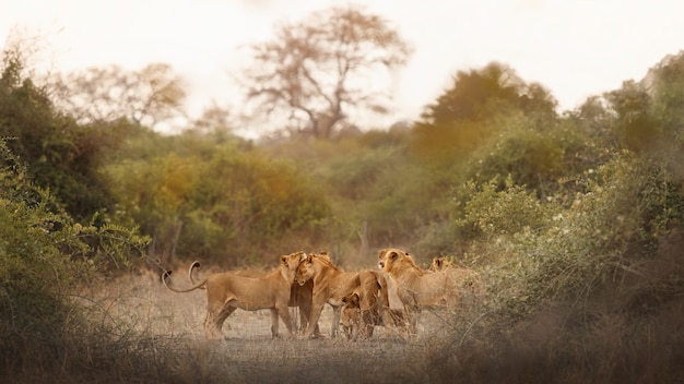 Photo portrait de lion d'afrique dans la lumière chaude