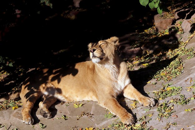 Portrait d'un lion animal prédateur dans le zoo