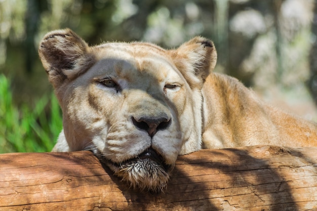 Portrait de lion blanc femelle adulte panthera leo