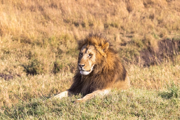 Portrait d'un lion couché sur une colline dans le parc Masai Mara Kenya Afrique