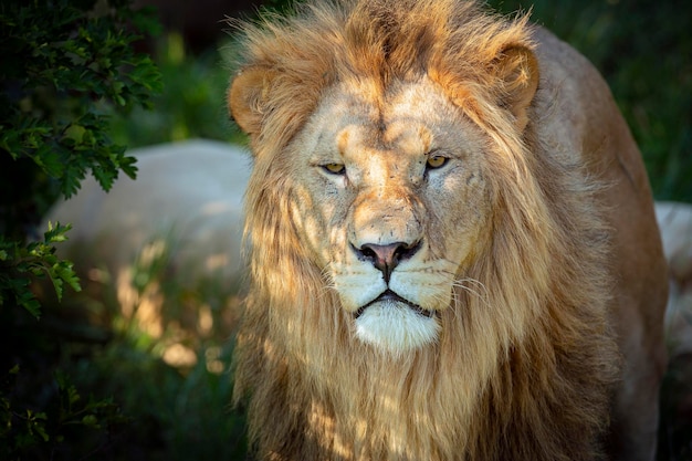 Photo portrait de lion avec crinière gros plan...