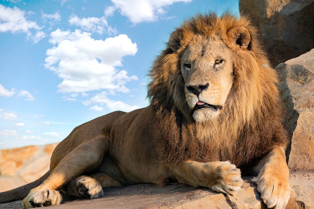 Portrait de lion avec gros plan de crinière. Le lion (Panthera leo) est un grand félin du genre Panthera..