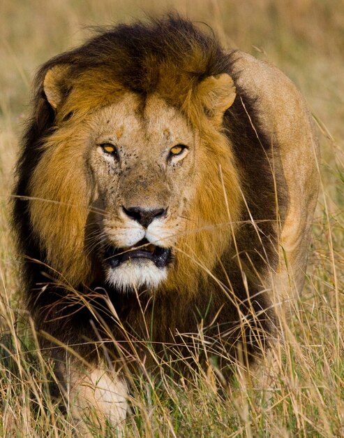 Portrait d'un lion mâle. Kenya. Tanzanie. Masai Mara. Serengeti.