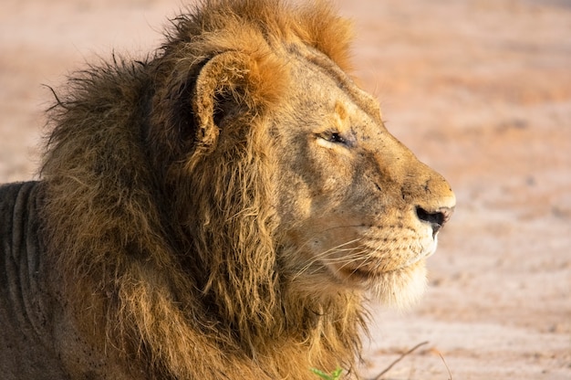 Portrait d'un lion Safari en Afrique Ouganda