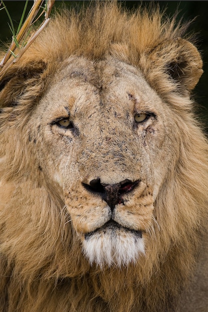 Portrait d'un lion