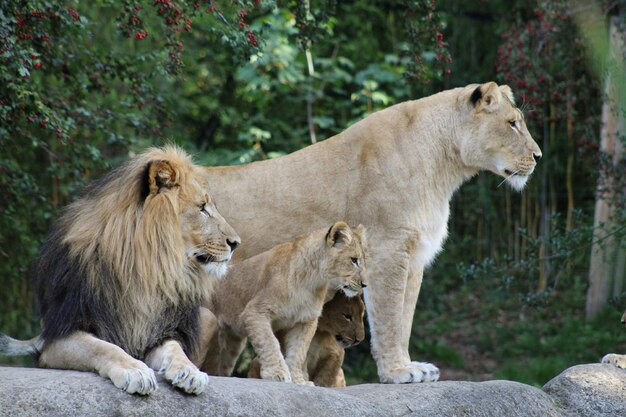 le portrait d'un lion