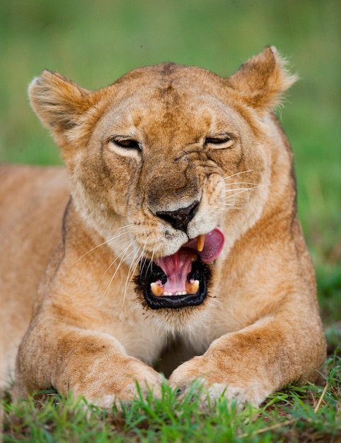 Portrait d'une lionne, qui se trouve sur l'herbe