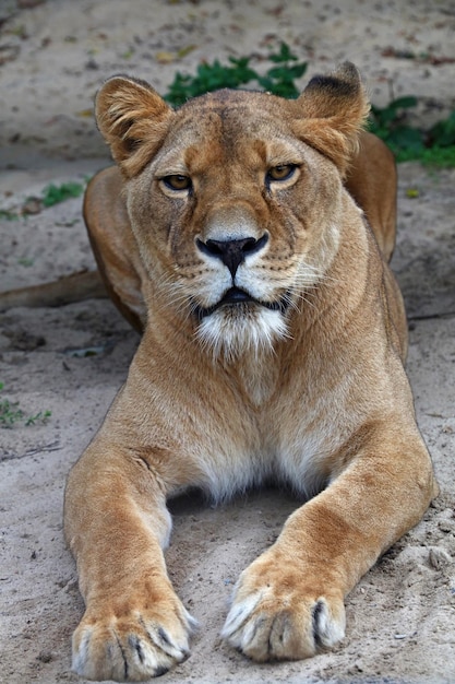 Photo portrait d'une lionne reposant sur le champ