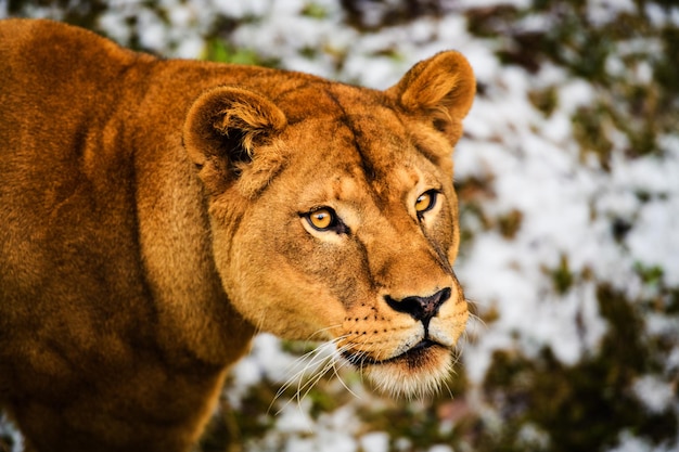 Portrait d'une lionne