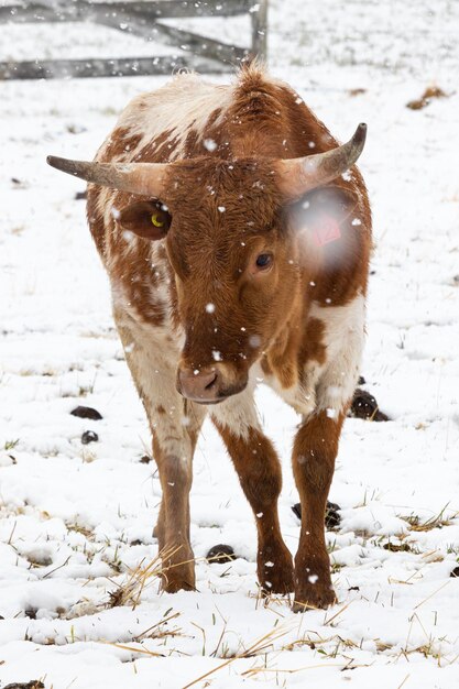 Portrait d'une longue corne dans un champ couvert de neige