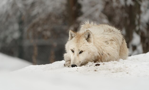 Photo portrait d'un loup arctique dans la neige