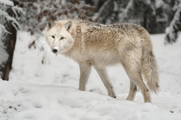 Photo portrait d'un loup arctique dans la neige