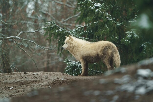 Photo portrait d'un loup arctique dans un zoo