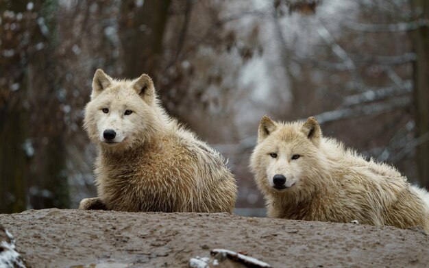 Photo portrait d'un loup arctique dans un zoo