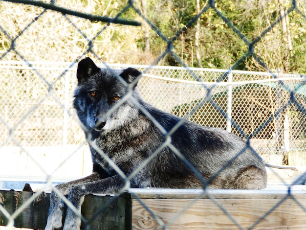 Portrait d'un loup dans une cage