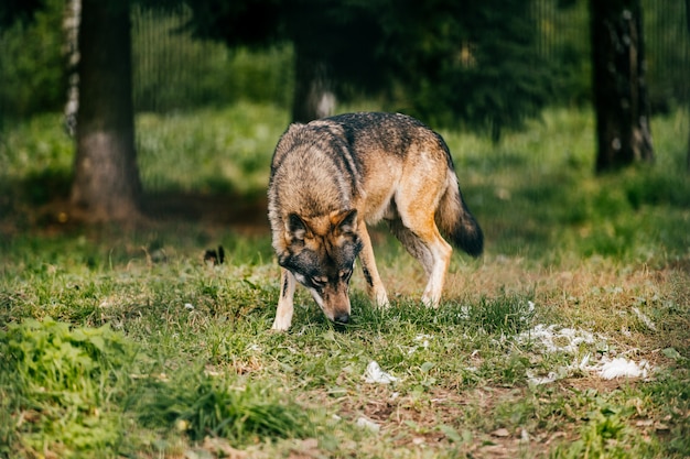 Portrait de loup dans la forêt