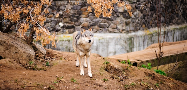 Portrait de loup gris