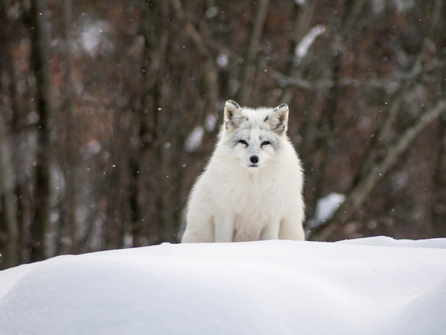 Portrait de loup sur la neige