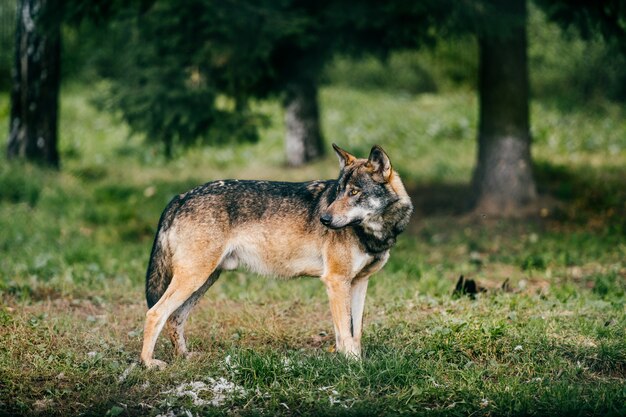 Portrait de loup en plein air