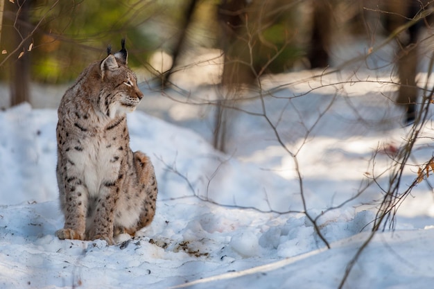 Portrait de Lynx sur le fond de neige