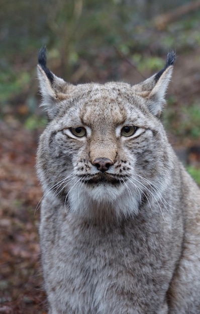 Portrait de lynx sur terre
