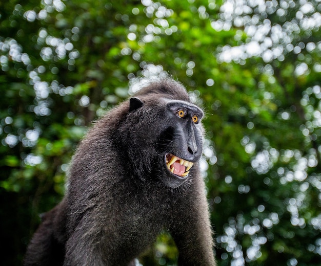 Portrait d'un macaque à crête сelebes Gros plan Indonésie Sulawesi