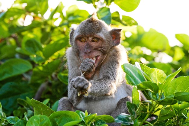 Portrait d'un macaque. Indonésie. L'île de Bali.