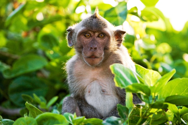 Portrait d'un macaque. Indonésie. L'île de Bali.