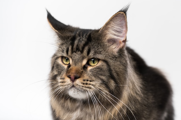 Portrait de mackerel tabby american forest cat sur fond blanc tête poilue de chat maine coon