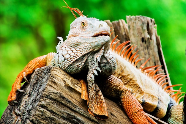 portrait, macro, coup, iguana, tête, korat, thaïlande