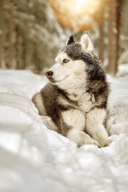 Portrait magnifique chien husky sibérien aux yeux bleus chien Husky dans la forêt d'hiver se trouve sur la neige