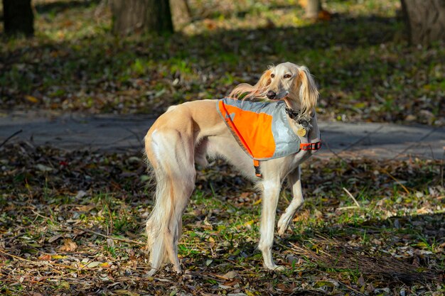 Portrait d'un magnifique chien lévrier russe debout dans le parc.