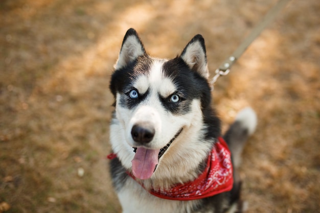 Portrait de magnifiques chiens de race husky en journée d'été