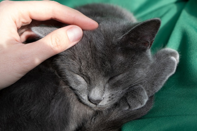 Portrait de main de femme chat gris sur fond vert L'hôtesse caresse doucement le chat