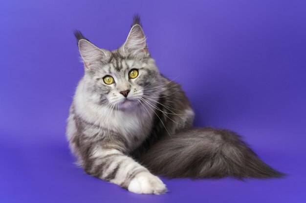 Portrait de Maine Shag Cat aux yeux jaunes allongé sur fond bleu et regardant la caméra