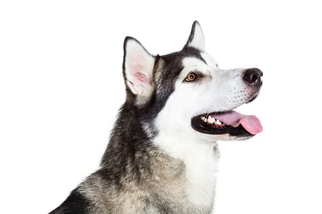 Portrait Malamute d'Alaska, isolé sur blanc. Fermer