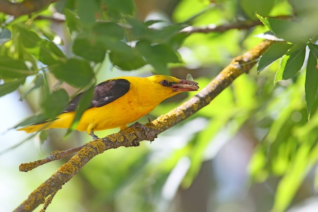 Portrait mâle oriole doré avec insecte dans le bec.