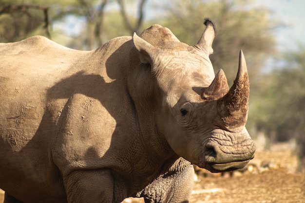 Portrait d'un mâle rhinocéros blanc taureau paissant dans le parc national d'Etosha, Namibie. Animaux sauvages d'Afrique. Gros plan d'un rhinocéros