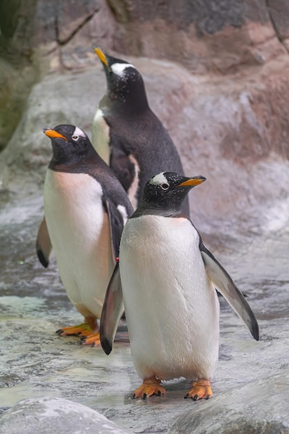 Photo portrait de manchots papous pygoscelis papua debout sur des rochers